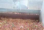 Mechanical removal of fruit flesh