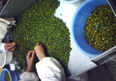 Manual sorting and grading of kernels