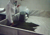 Packing of kernels in 12.5 kg polybags