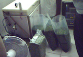 Packing of kernels in 12.5 kg polybags